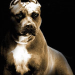pit-bull26.jpg