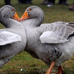 A ballibák gágogása valami fenomenális, mielőtt elvágják egymás torkát