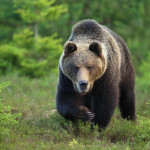 Végleg visszatértek a szabadon élő medvék Magyarországra