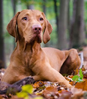 Irredenta vizsla