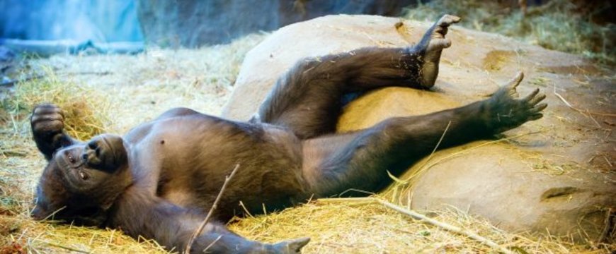 lazymonkey-660x330.jpg