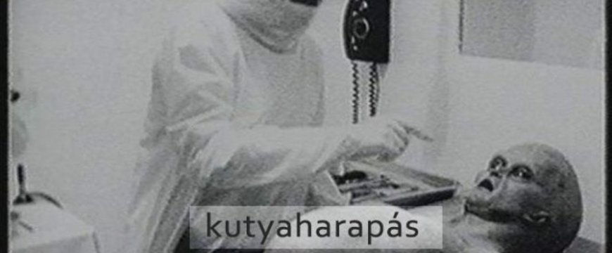 kutyaharapas00-675x443.jpg